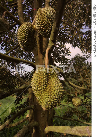 Close up of durians hanging 102495480