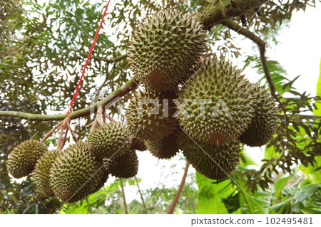 Close up of durians hanging  102495481
