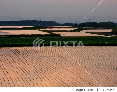 Paddy fields of sunset Paddy fields of sunset 102496067