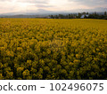 Canola flower field illuminated by the morning sun 102496075