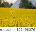 Rape flower field in full bloom 102496076