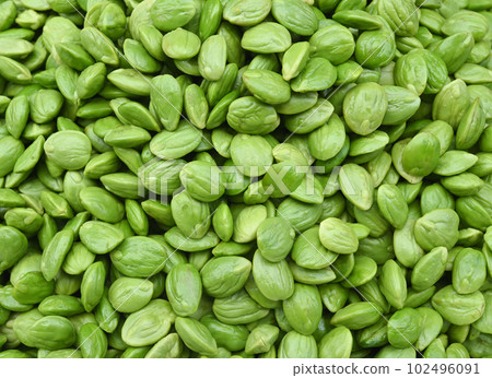 Pakria or Bitter bean, Plants for Thai and Asian Ingredients food .favorite food in South of Thailand. 102496091
