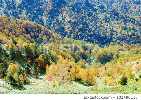 Fall foliage in Shiga Kogen in October Fall foliage in Shiga Kogen in October 102496115