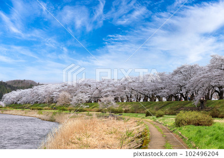 角館 檜木內川沿岸盛開的一排排櫻花樹 102496204