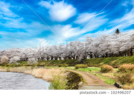 角館 檜木內川沿岸盛開的一排排櫻花樹 102496207