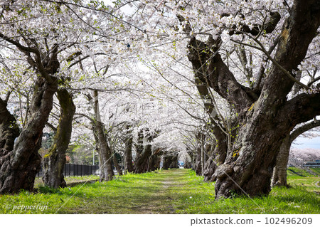 角館 檜木內川沿岸盛開的一排排櫻花樹 102496209