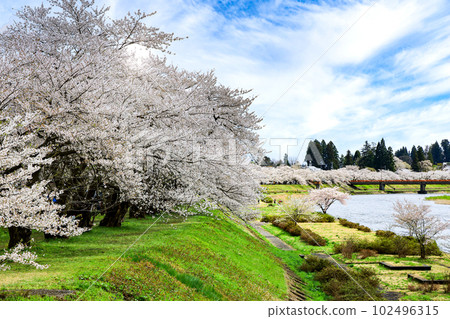 角館 檜木內川沿岸盛開的一排排櫻花樹 角館 檜木內川沿岸盛開的一排排櫻花樹 102496315