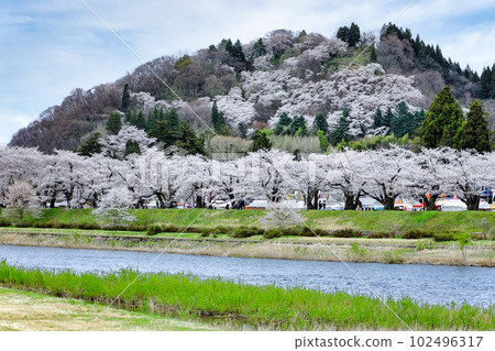 角館 檜木內川沿岸盛開的一排排櫻花樹 角館 檜木內川沿岸盛開的一排排櫻花樹 102496317