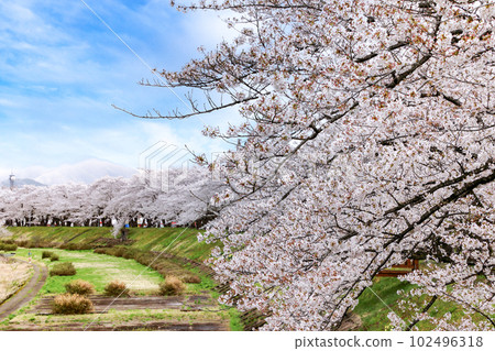 角館 檜木內川沿岸盛開的一排排櫻花樹 角館 檜木內川沿岸盛開的一排排櫻花樹 102496318