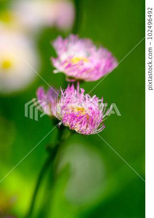 春次 春次 102496492