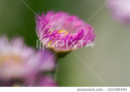 春次 春次 102496494