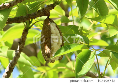 Brachychiton heterophyllous grows in a city park in northern Israel 102496718
