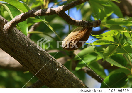 Brachychiton heterophyllous grows in a city park in northern Israel 102496719