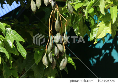Brachychiton heterophyllous grows in a city park in northern Israel 102496720