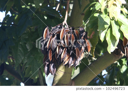 Brachychiton heterophyllous grows in a city park in northern Israel 102496723