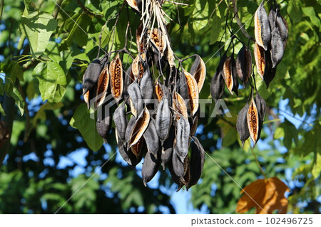 Brachychiton heterophyllous grows in a city park in northern Israel 102496725