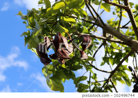 Brachychiton heterophyllous grows in a city park in northern Israel 102496744