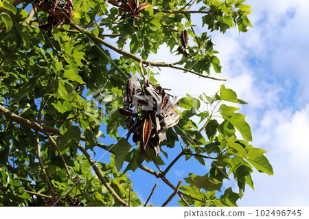 Brachychiton heterophyllous grows in a city park in northern Israel 102496745