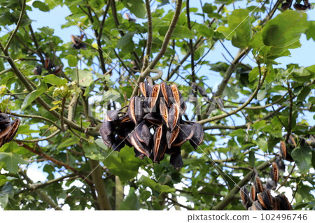 Brachychiton heterophyllous grows in a city park in northern Israel 102496746