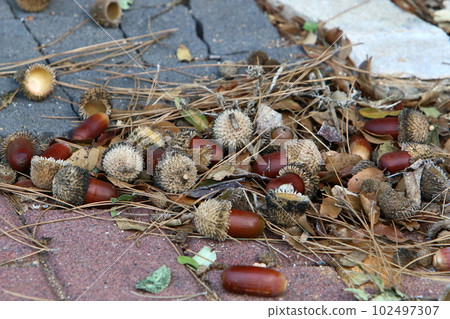 acorns grow on a tall tree in a city park in northern Israel acorns grow on a tall tree in a city park in northern Israel 102497307