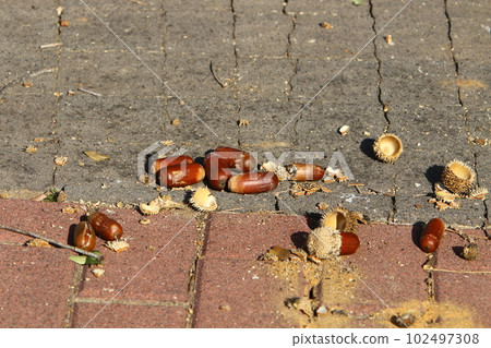 acorns grow on a tall tree in a city park in northern Israel acorns grow on a tall tree in a city park in northern Israel 102497308