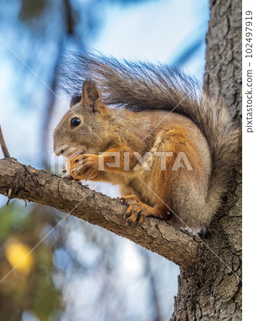 The squirrel with nut sits on tree in the autumn. Eurasian red squirrel, Sciurus vulgaris. The squirrel with nut sits on tree in the autumn. Eurasian red squirrel, Sciurus vulgaris. 102497919