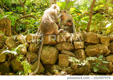 猴子森林裡微笑的猴子一家 102497979