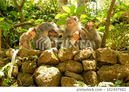 Monkey forest monkeys grooming together Monkey forest monkeys grooming together 102497982