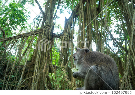 Ubud tourist spot Monkey Forest eating monkeys 102497995