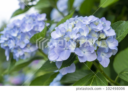 藍紫色繡球花 藍紫色繡球花 102498006