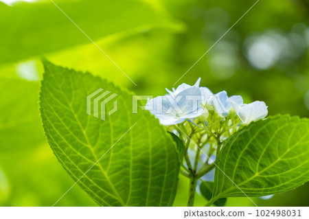 淺藍色繡球花 102498031