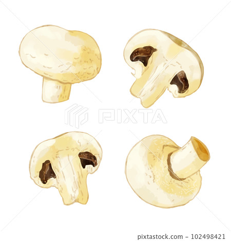 手繪水彩白蘑菇插圖集 手繪水彩白蘑菇插圖集 102498421