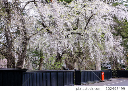 垂櫻盛開的陸奧小京都 角館武家敷街 102498499