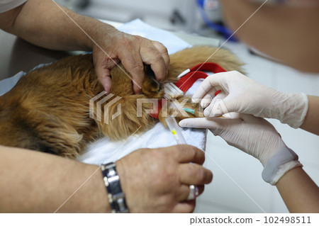 Veterinarians making injection to red cat in veterinary clinic 102498511