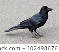 右面烏鴉全身 102498676