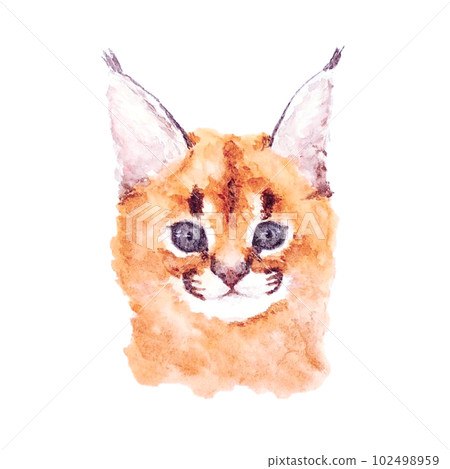 獰貓寶寶水彩畫 102498959