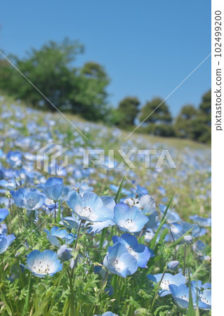 盛開的 Nemophila [藍天背景] 102499200