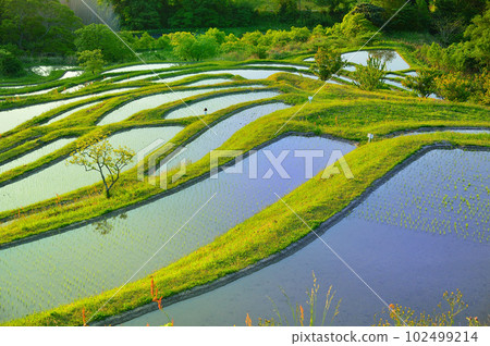 Golden Week Morning of the Terraced Rice Fields (Chiba Prefecture) 102499214