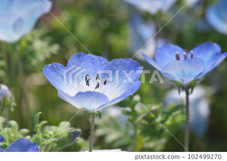 Nemophila in full bloom [green background] 102499270
