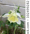 Aquilegia with a white and elegant atmosphere 102499282