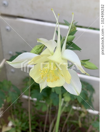 白色優雅大氣的耬斗菜 102499282