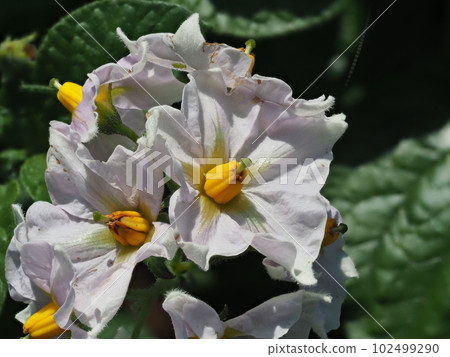 馬鈴薯花 馬鈴薯花 102499290