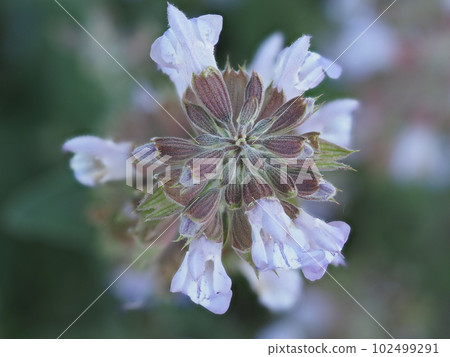 鼠尾草花 鼠尾草花 102499291