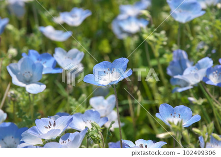 Nemophila in full bloom [green background] 102499306
