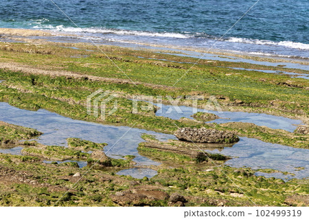 algae on the shores of the Mediterranean Sea in northern Israel 102499319