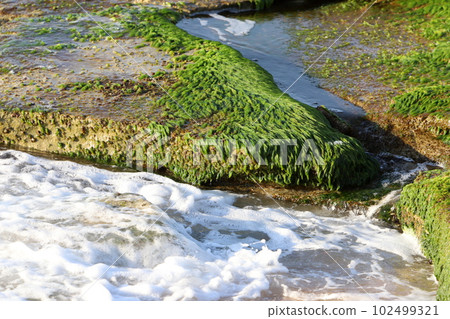algae on the shores of the Mediterranean Sea in northern Israel 102499321