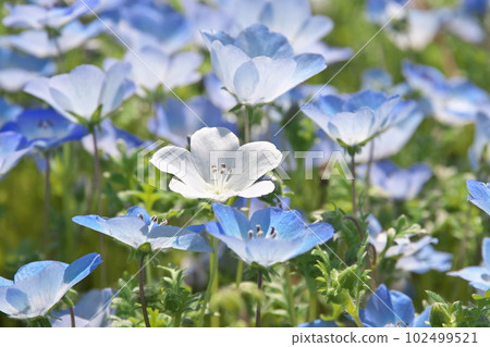 Nemophila in full bloom [flower background] 102499521