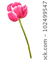 鬱金香紅色水彩畫 102499547