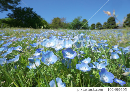 盛開的 Nemophila [藍天背景] 102499695
