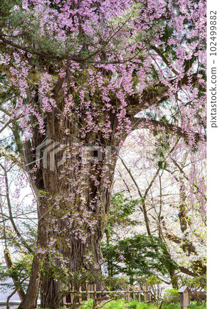 八重紅垂枝櫻花和祢豆子大樹天然紀念物弘前城青森縣 八重紅垂枝櫻花和祢豆子大樹天然紀念物弘前城青森縣 102499882